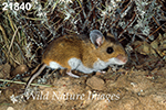 Peromyscus maniculatus